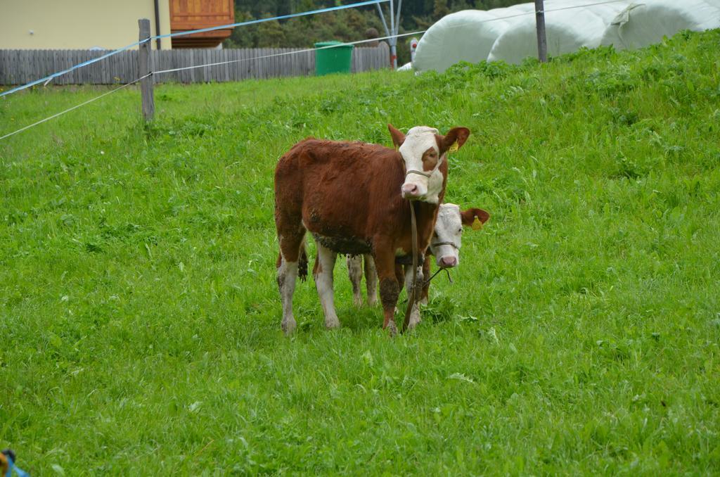 Zu Schgagul
